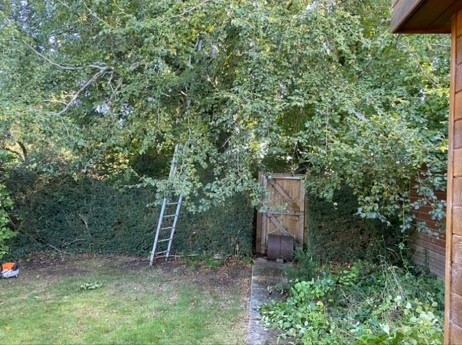 Before: Garden clearance beside a shed