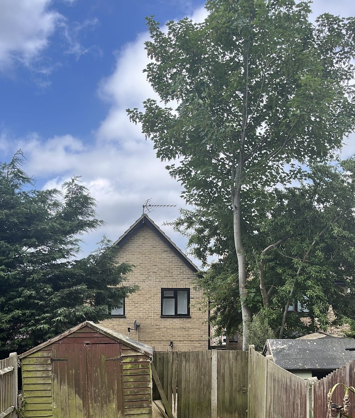 After: Tree work in a back garden