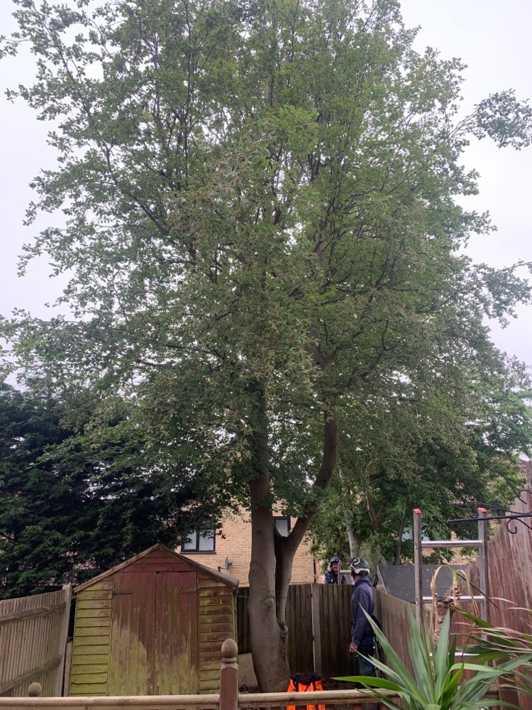 Before: Tree work in a back garden