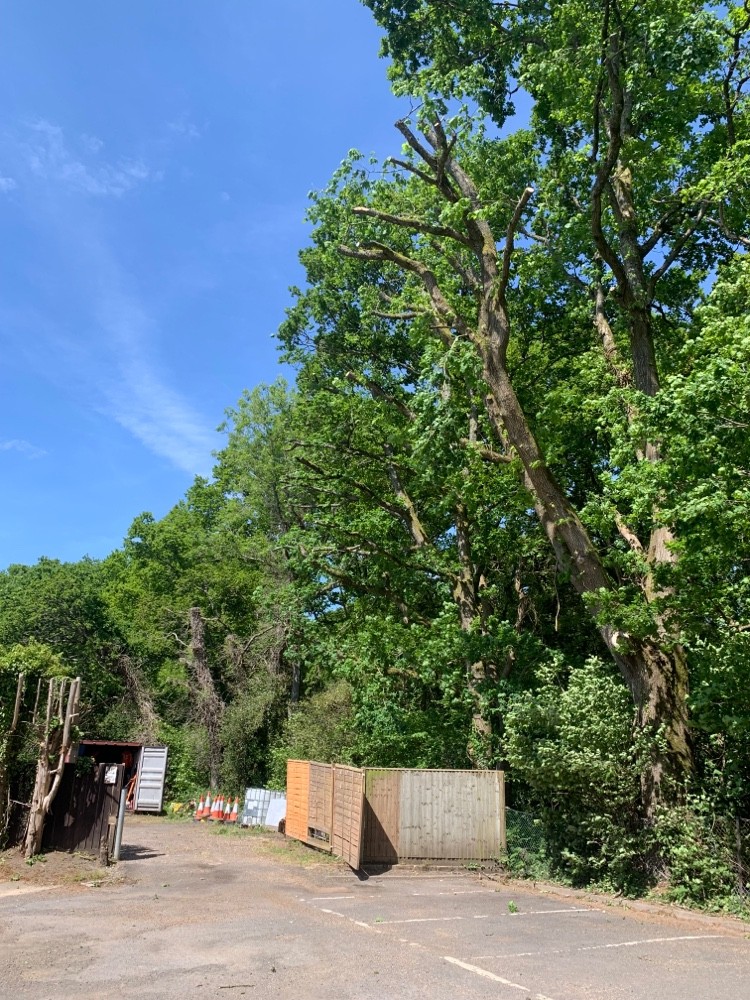 After: Tree pruning beside a parking area