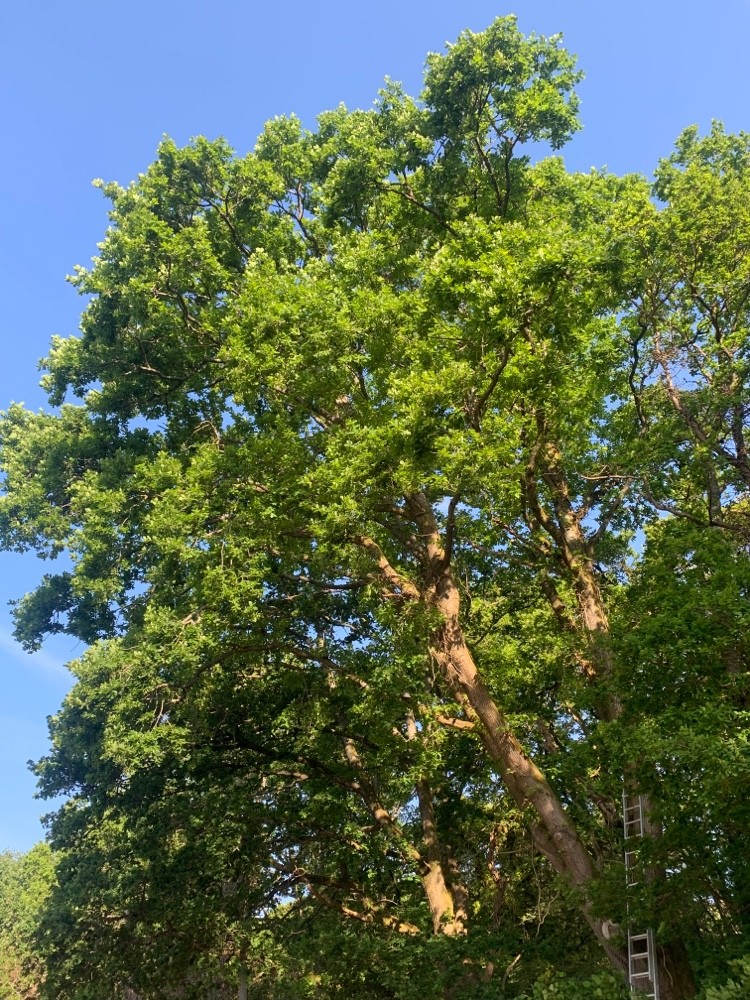 Before: Tree pruning beside a parking area