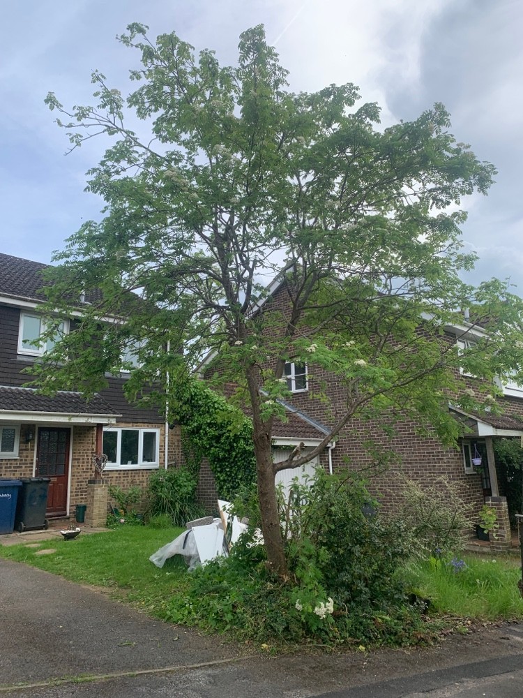 After: Tree pruning beside a house