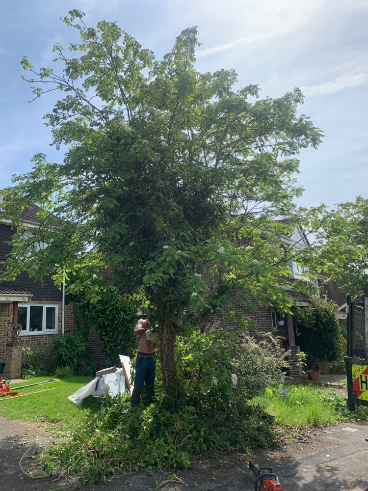 Before: Tree pruning beside a house