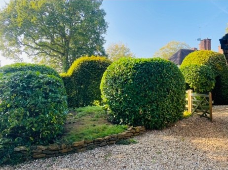After: Hedge trimming