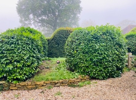 Before: Hedge trimming